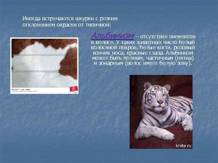 Иногда встречаются шкурки с резким отклонением окраски от типичной: Альбинизм – отсутствие пигментов в
