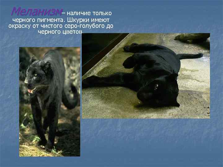 Меланизм– наличие только черного пигмента. Шкурки имеют окраску от чистого серо-голубого до черного цветов.