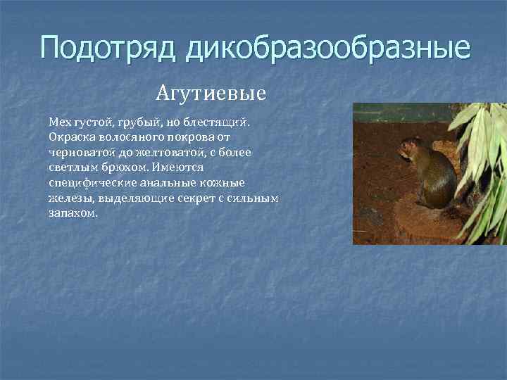 Подотряд дикобразообразные Агутиевые Мех густой, грубый, но блестящий. Окраска волосяного покрова от черноватой до
