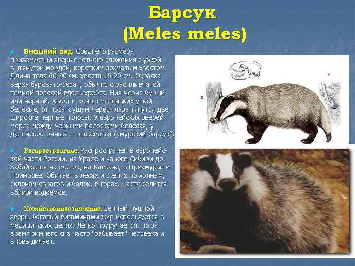 Барсук (Meles meles) Внешний вид. Среднего размера приземистый зверь плотного сложения с узкой вытянутой