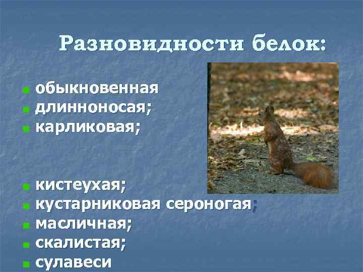 Разновидности белок: обыкновенная длинноносая; карликовая; кистеухая; кустарниковая сероногая; масличная; скалистая; сулавеси 
