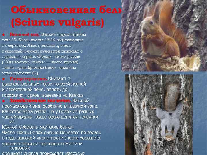 Обыкновенная белка (Sciurus vulgaris) Внешний вид. Мелкие зверьки (длина тела 19 -28 см, хвоста