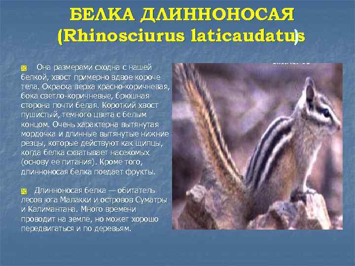 БЕЛКА ДЛИННОНОСАЯ (Rhinosciurus laticaudatus ) Она размерами сходна с нашей белкой, хвост примерно вдвое