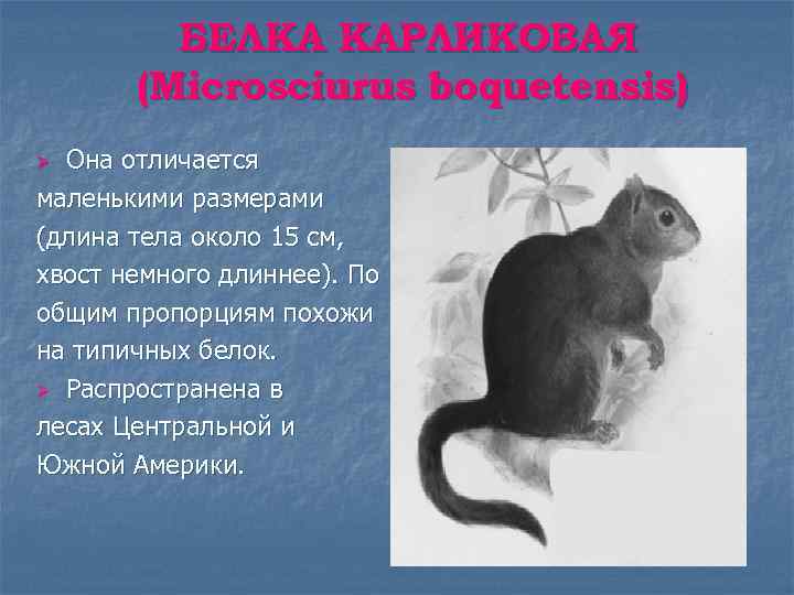БЕЛКА КАРЛИКОВАЯ (Microsciurus boquetensis) Она отличается маленькими размерами (длина тела около 15 см, хвост