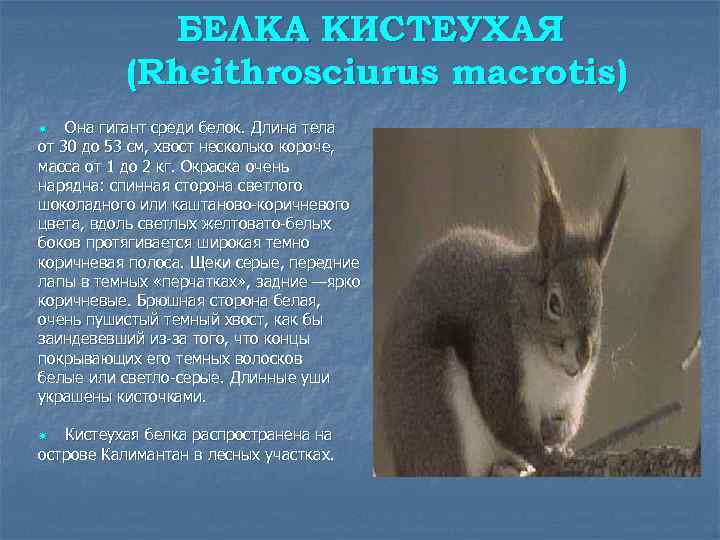БЕЛКА КИСТЕУХАЯ (Rheithrosciurus macrotis) Она гигант среди белок. Длина тела от 30 до 53