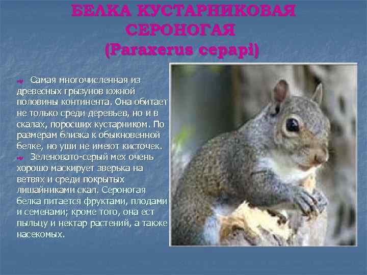 БЕЛКА КУСТАРНИКОВАЯ СЕРОНОГАЯ (Paraxerus cepapi) Самая многочисленная из древесных грызунов южной половины континента. Она