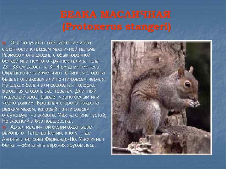 БЕЛКА МАСЛИЧНАЯ (Protoxerus stangeri) Она получила свое название из-за склонности к плодам масличной пальмы.