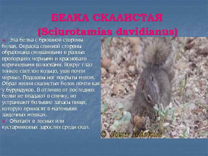 БЕЛКА СКАЛИСТАЯ (Sciurotamias davidianus) Эта белка с брюшной стороны белая. Окраска спинной стороны образована