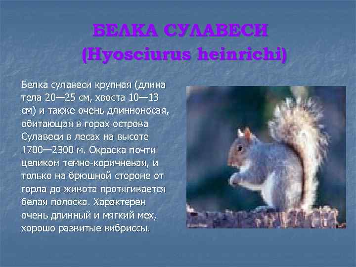 БЕЛКА СУЛАВЕСИ (Hyosciurus heinrichi) Белка сулавеси крупная (длина тела 20— 25 см, хвоста 10—