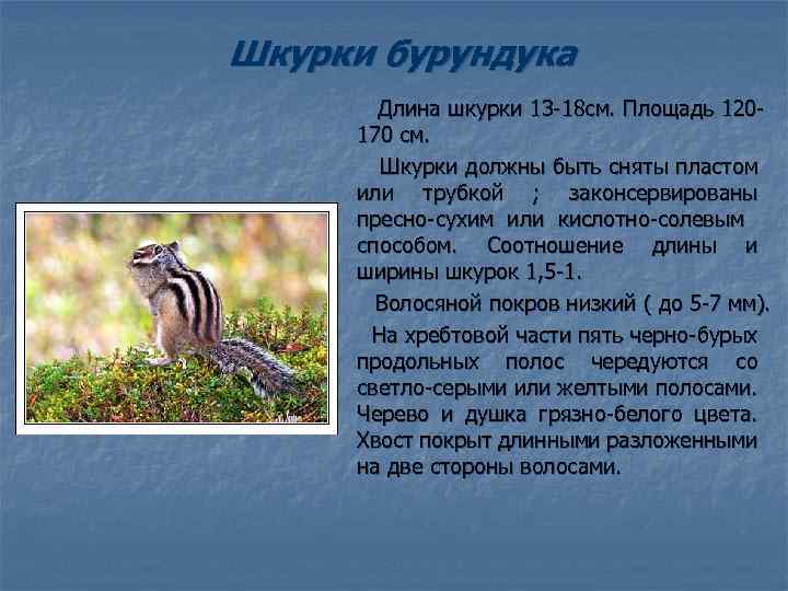 Шкурки бурундука Длина шкурки 13 -18 см. Площадь 120170 см. Шкурки должны быть сняты