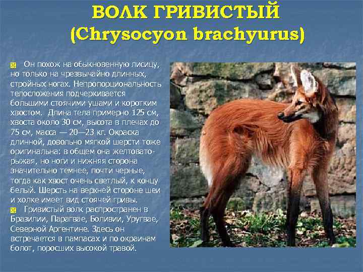 ВОЛК ГРИВИСТЫЙ (Chrysocyon brachyurus) Он похож на обыкновенную лисицу, но только на чрезвычайно длинных,
