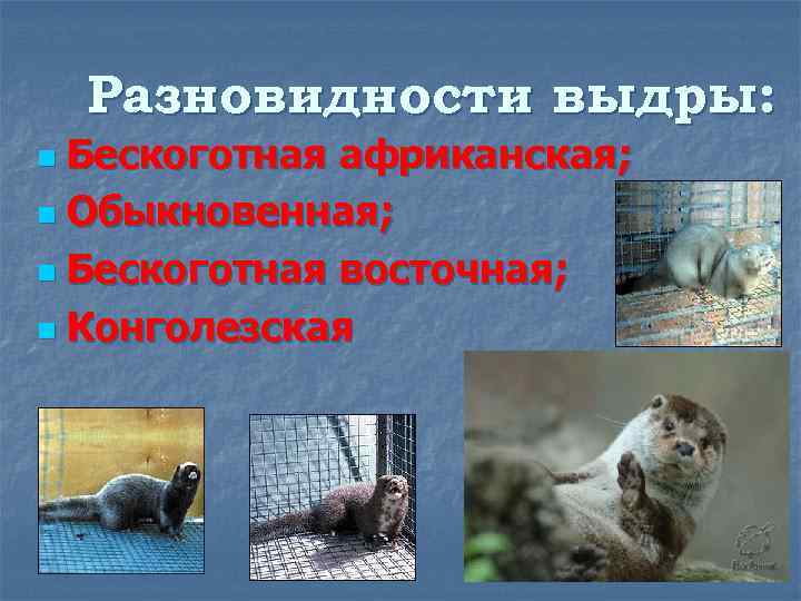 Разновидности выдры: Бескоготная африканская; n Обыкновенная; n Бескоготная восточная; n Конголезская n 