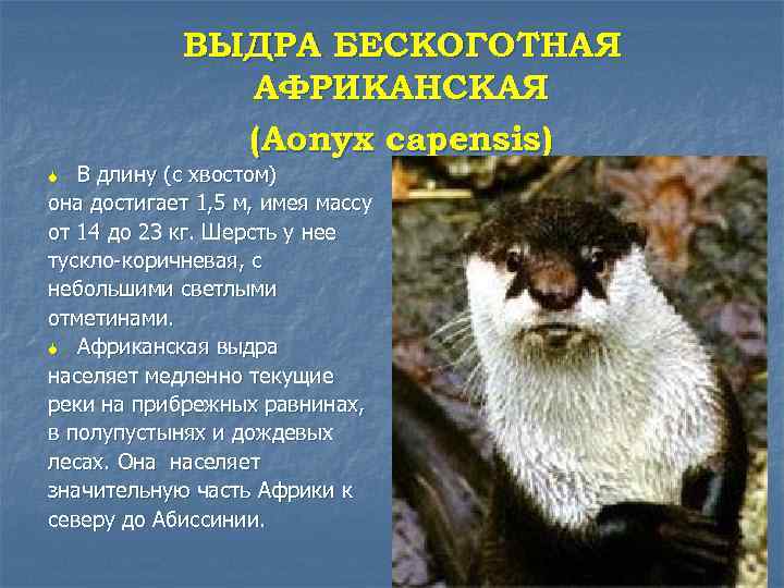 ВЫДРА БЕСКОГОТНАЯ АФРИКАНСКАЯ (Aonyx capensis) В длину (с хвостом) она достигает 1, 5 м,