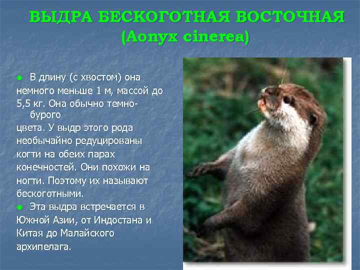 ВЫДРА БЕСКОГОТНАЯ ВОСТОЧНАЯ (Aonyx cinerea) В длину (с хвостом) она немного меньше 1 м,