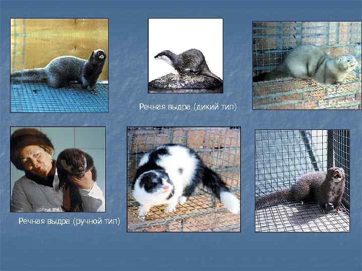 Речная выдра (дикий тип) Речная выдра (ручной тип) 