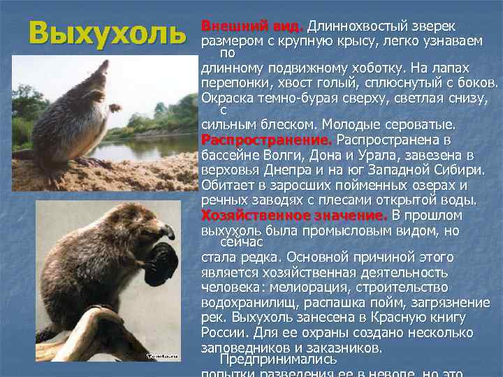 Выхухоль Внешний вид. Длиннохвостый зверек размером с крупную крысу, легко узнаваем по длинному подвижному
