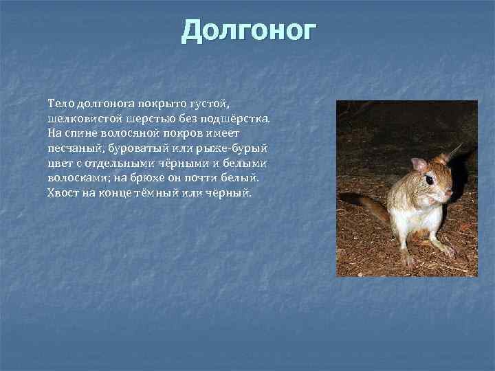 Долгоног Тело долгонога покрыто густой, шелковистой шерстью без подшёрстка. На спине волосяной покров имеет