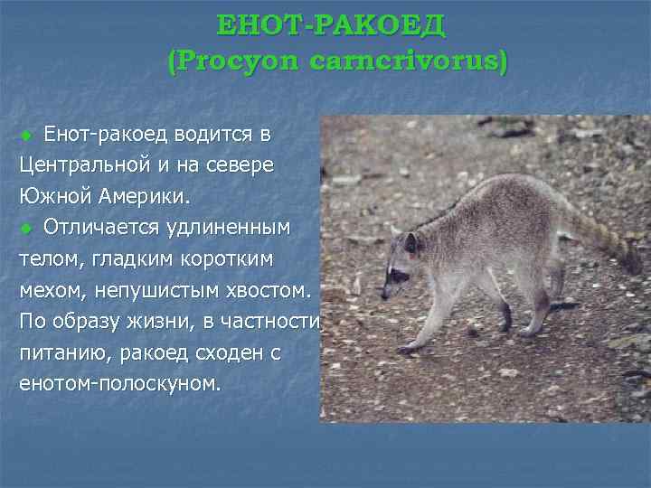 ЕНОТ-РАКОЕД (Procyon carncrivorus) Енот-ракоед водится в Центральной и на севере Южной Америки. u Отличается