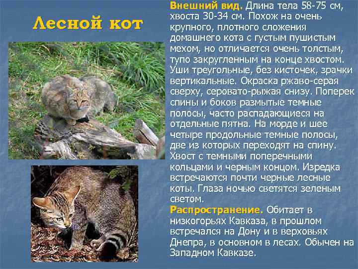 Лесной кот Внешний вид. Длина тела 58 -75 см, хвоста 30 -34 см. Похож