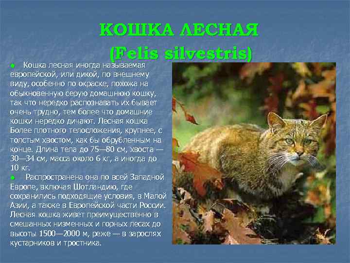 | КОШКА ЛЕСНАЯ (Felis silvestris) Кошка лесная иногда называемая европейской, или дикой, по внешнему