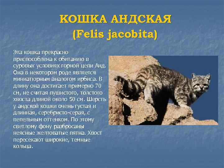 КОШКА АНДСКАЯ (Felis jacobita) Эта кошка прекрасно приспособлена к обитанию в суровых условиях горной