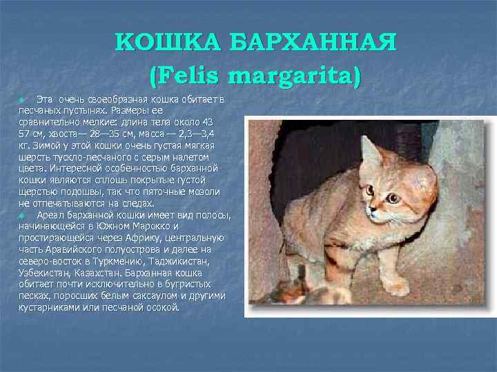 КОШКА БАРХАННАЯ (Felis margarita) Эта очень своеобразная кошка обитает в песчаных пустынях. Размеры ее