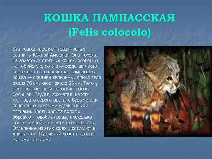 КОШКА ПАМПАССКАЯ (Felis colo) Эта кошка населяет травянистые равнины Южной Америки. Она похожа на
