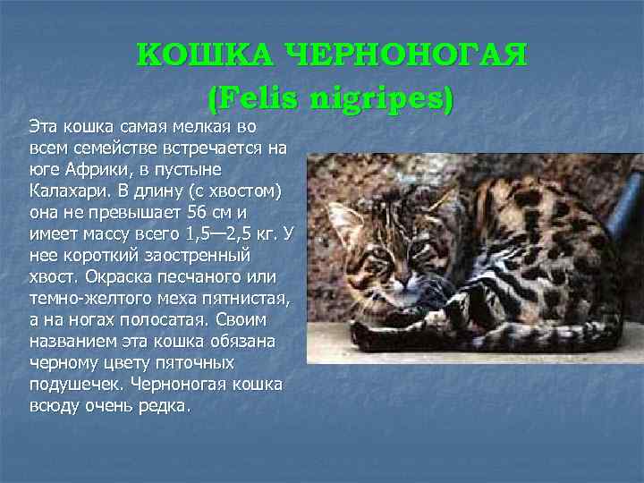 КОШКА ЧЕРНОНОГАЯ (Felis nigripes) Эта кошка самая мелкая во всем семействе встречается на юге
