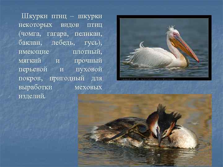 Шкурки птиц – шкурки некоторых видов птиц (чомга, гагара, пеликан, баклан, лебедь, гусь), имеющие