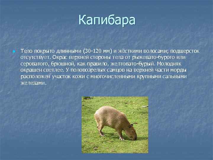 Капибара n Тело покрыто длинными (30 -120 мм) и жёсткими волосами; подшерсток отсутствует. Окрас