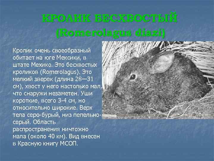 КРОЛИК БЕСХВОСТЫЙ (Romerolagus diazi) Кролик очень своеобразный обитает на юге Мексики, в штате Мехико.