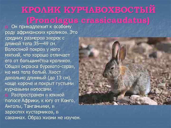 КРОЛИК КУРЧАВОХВОСТЫЙ (Pronolagus crassicaudatus) Он принадлежит к особому роду африканских кроликов. Это средних размеров