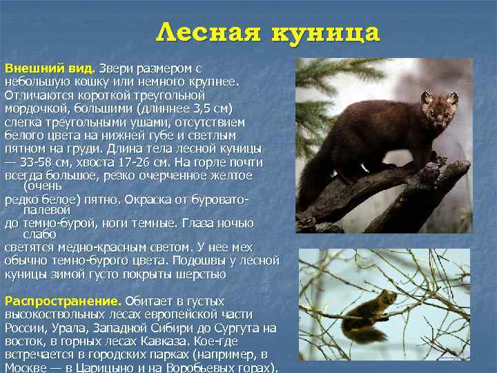 Лесная куница Внешний вид. Звери размером с небольшую кошку или немного крупнее. Отличаются короткой