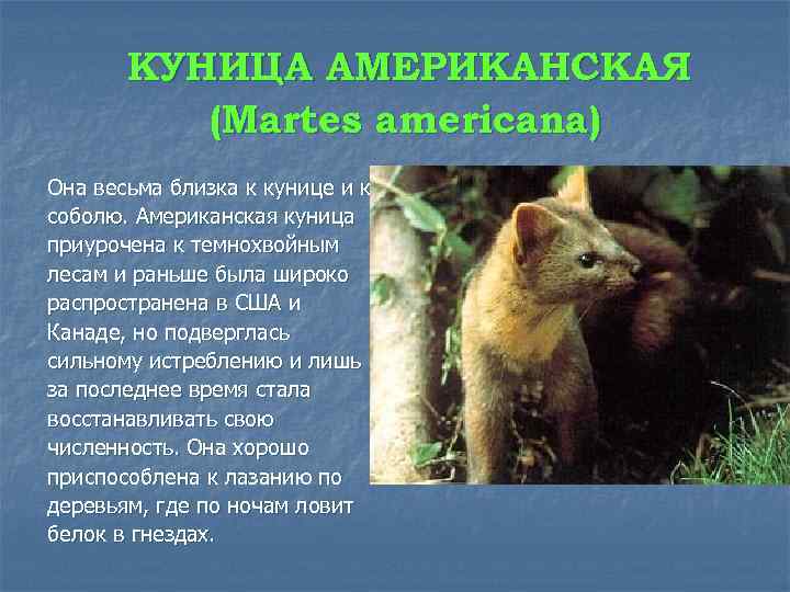 КУНИЦА АМЕРИКАНСКАЯ (Martes americana) Она весьма близка к кунице и к соболю. Американская куница