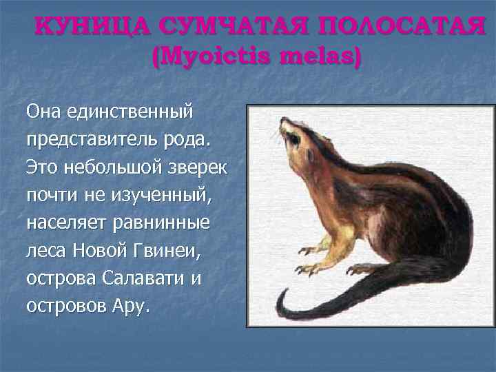 КУНИЦА СУМЧАТАЯ ПОЛОСАТАЯ (Myoictis melas) Она единственный представитель рода. Это небольшой зверек почти не