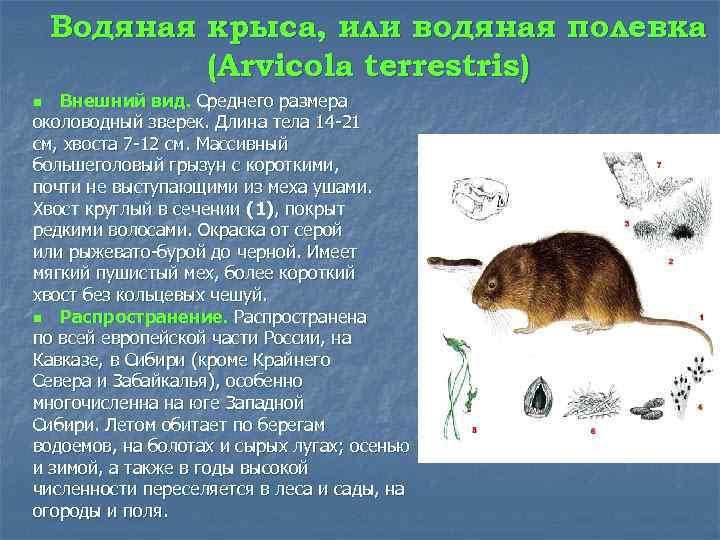 Водяная крыса, или водяная полевка (Arvicola terrestris) Внешний вид. Среднего размера околоводный зверек. Длина