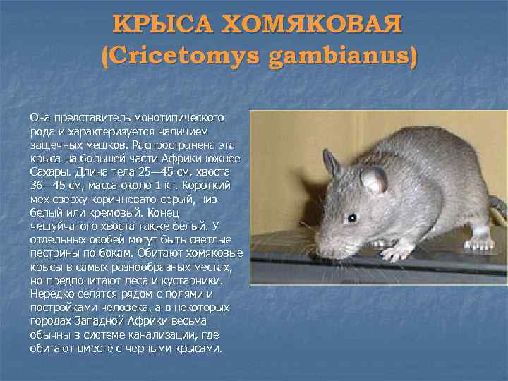 КРЫСА ХОМЯКОВАЯ (Cricetomys gambianus) Она представитель монотипического рода и характеризуется наличием защечных мешков. Распространена