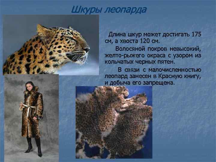 Шкуры леопарда Длина шкур может достигать 175 см, а хвоста 120 см. Волосяной покров