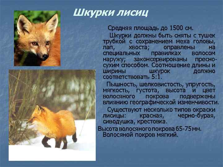 Шкурки лисиц Средняя площадь до 1500 см. Шкурки должны быть сняты с тушек трубкой