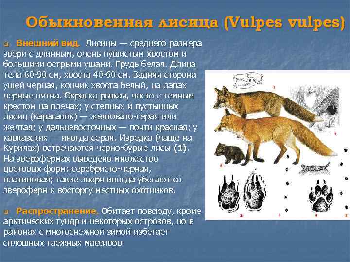 Обыкновенная лисица (Vulpes vulpes) Внешний вид. Лисицы — среднего размера звери с длинным, очень