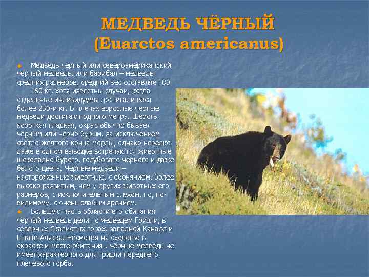 МЕДВЕДЬ ЧЁРНЫЙ (Euarctos americanus) Медведь черный или североамериканский чёрный медведь, или барибал – медведь