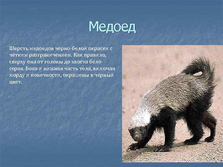 Появилось какой вид. Медоед. Шерсть медоеда. Медоед животное описание. Строение медоеда.