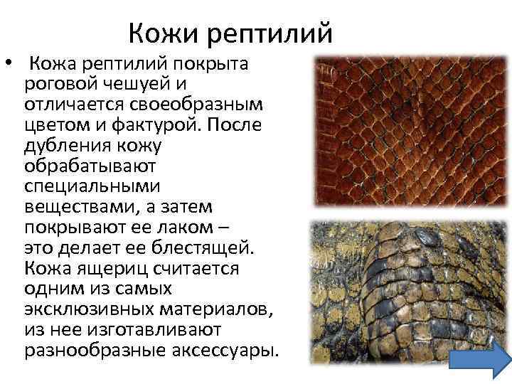 Кожи рептилий • Кожа рептилий покрыта роговой чешуей и отличается своеобразным цветом и фактурой.