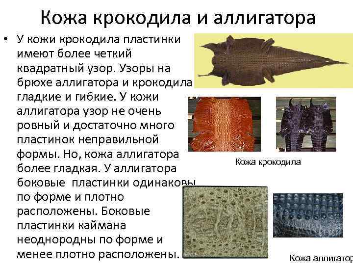 Кожа крокодила и аллигатора • У кожи крокодила пластинки имеют более четкий квадратный узор.
