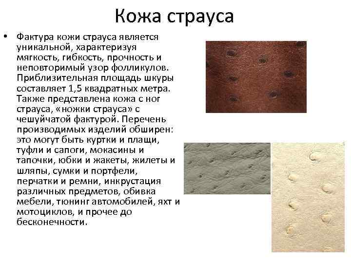 Кожа страуса • Фактура кожи страуса является уникальной, характеризуя мягкость, гибкость, прочность и неповторимый