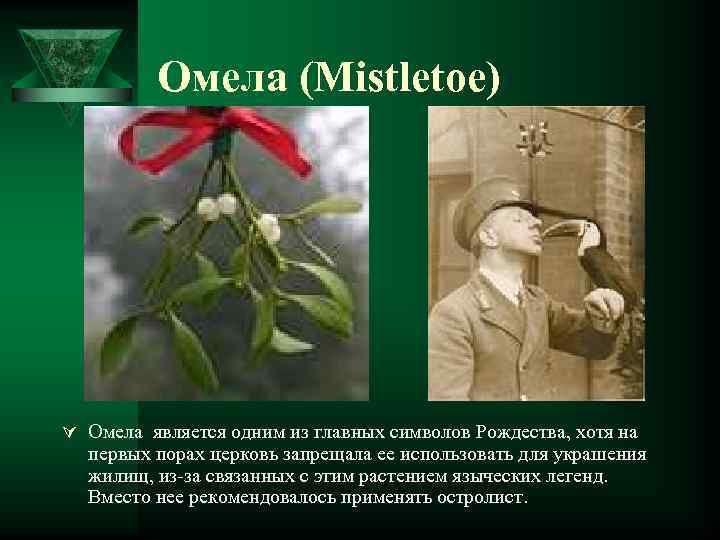 Омела (Mistletoe) Ú Омела является одним из главных символов Рождества, хотя на первых порах