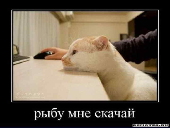 На сегодняшнем этапе возникли другие фетиши, совершенно разной направленности: для кого-то это мобильный телефон,