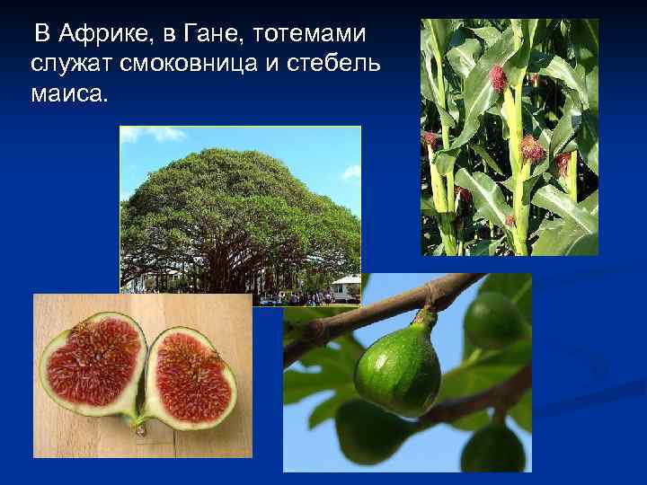 В Африке, в Гане, тотемами служат смоковница и стебель маиса. 
