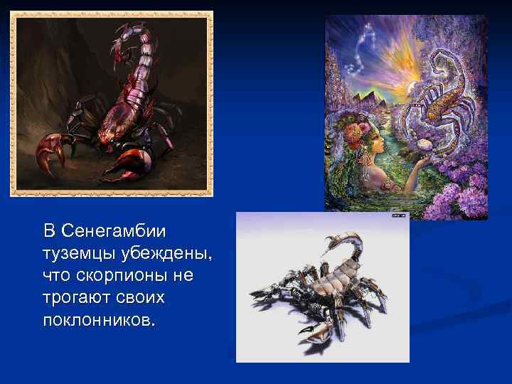 В Сенегамбии туземцы убеждены, что скорпионы не трогают своих поклонников. 