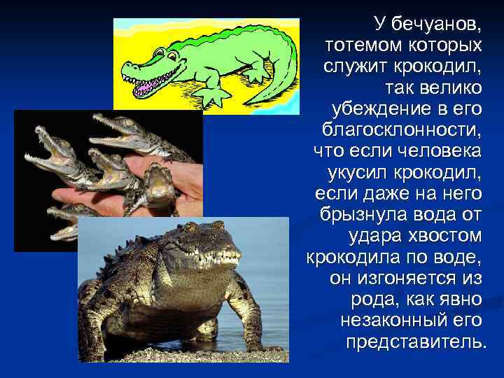 У бечуанов, тотемом которых служит крокодил, так велико убеждение в его благосклонности, что если